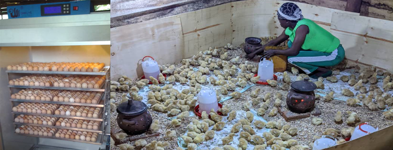 Sharing experience: Partners visit poultry farmers in Rusizi